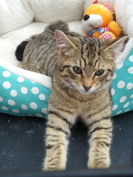 Entry image for Pawz. Clicking this image will show a larger photo