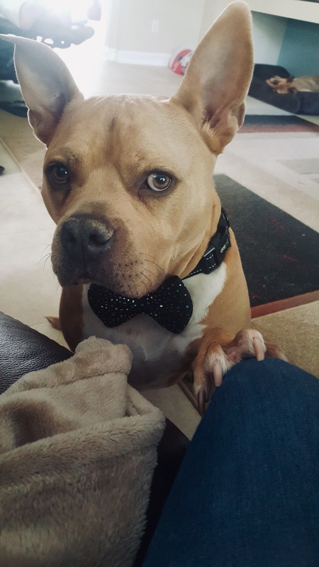 Entry image for Rocky. Clicking this image will show a larger photo