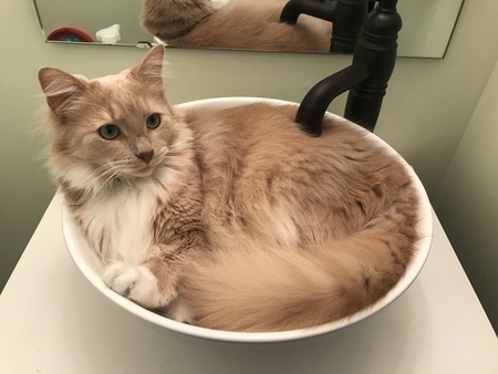 Entry image for Butters. Clicking this image will show a larger photo