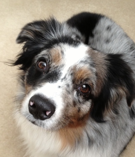 Entry image for Newcastle (Cassie). Clicking this image will show a larger photo