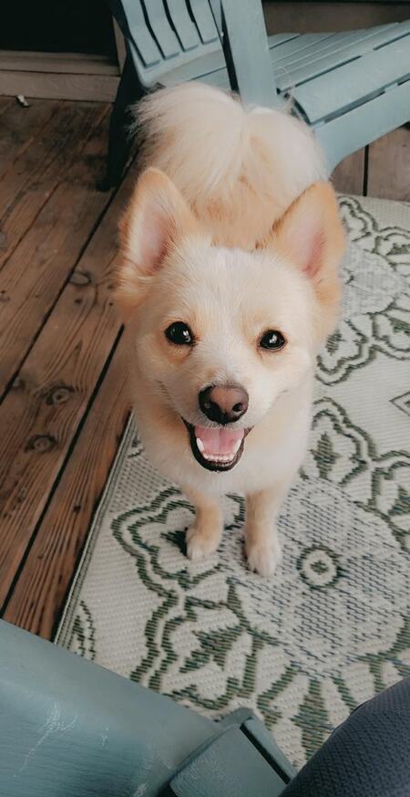 Entry image for Niko. Clicking this image will show a larger photo