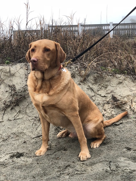 Entry image for Nash. Clicking this image will show a larger photo