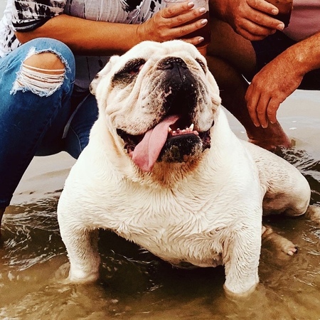 Entry image for Hulk. Clicking this image will show a larger photo