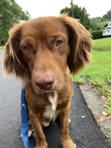 Entry image for Watson. Clicking this image will show a larger photo