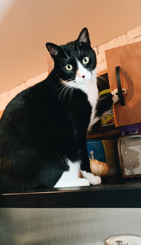 Entry image for Bento. Clicking this image will show a larger photo