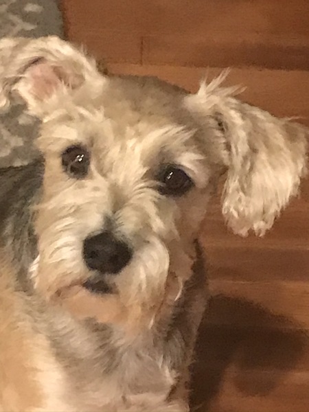 Entry image for Stitch. Clicking this image will show a larger photo