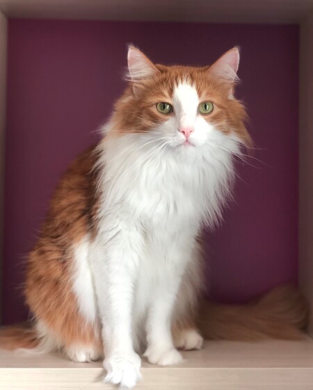 Entry image for Desi. Clicking this image will show a larger photo