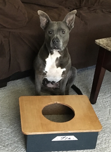 Entry image for Tia  (aka Valentina). Clicking this image will show a larger photo