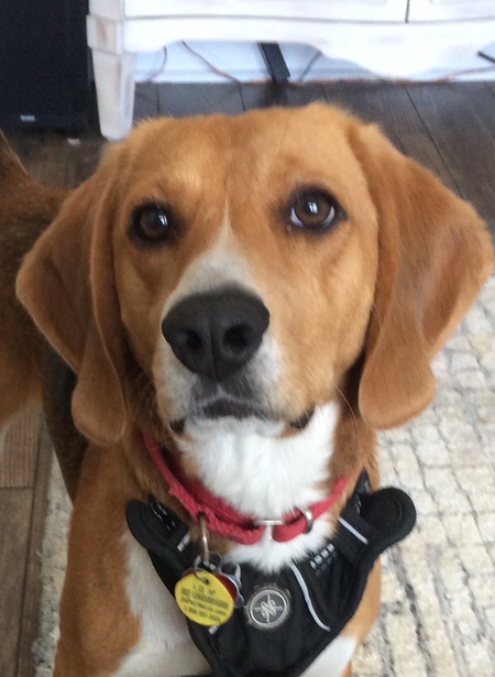 Entry image for Cooper. Clicking this image will show a larger photo