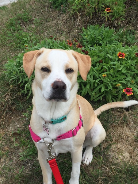 Entry image for Trixie. Clicking this image will show a larger photo