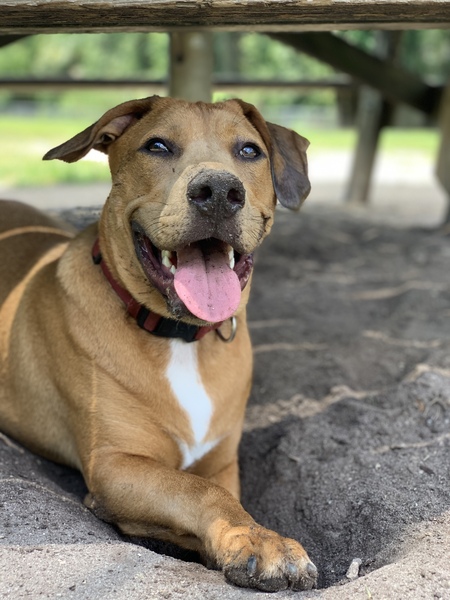 Entry image for Deefur. Clicking this image will show a larger photo