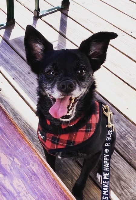 Entry image for Chewy. Clicking this image will show a larger photo