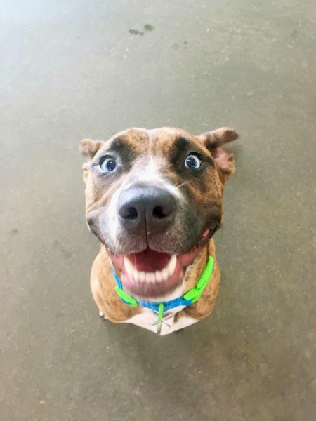 Entry image for Arya . Clicking this image will show a larger photo