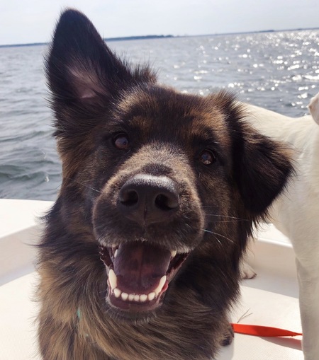 Entry image for Cal Pals Callie. Clicking this image will show a larger photo