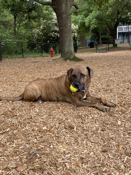 Entry image for Roger. Clicking this image will show a larger photo