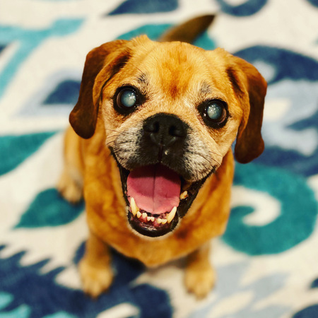 Entry image for Pancake. Clicking this image will show a larger photo