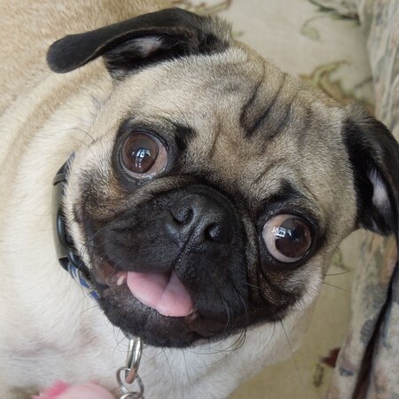 Entry image for George. Clicking this image will show a larger photo