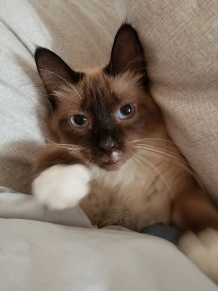 Entry image for Boddhi. Clicking this image will show a larger photo