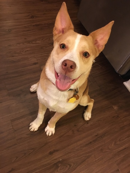 Entry image for Whiskey. Clicking this image will show a larger photo