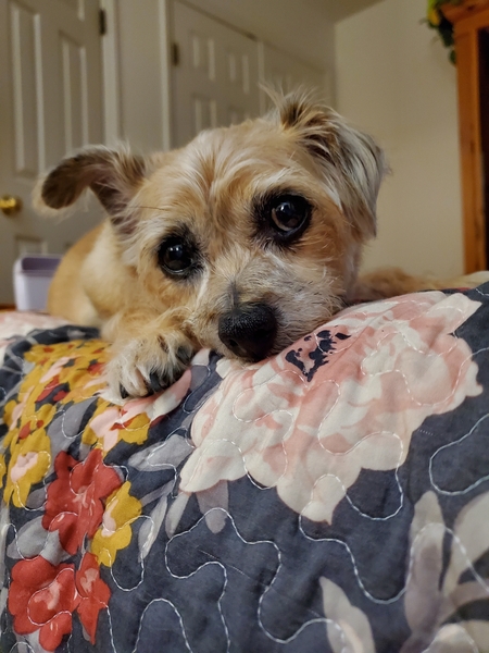 Entry image for Roxxy. Clicking this image will show a larger photo