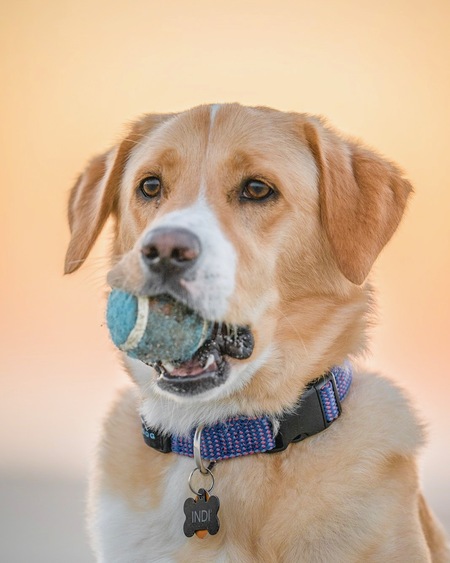 Entry image for Indi. Clicking this image will show a larger photo