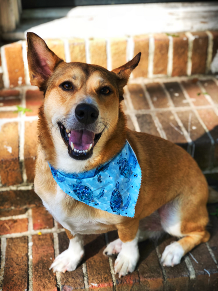 Entry image for Dooley. Clicking this image will show a larger photo