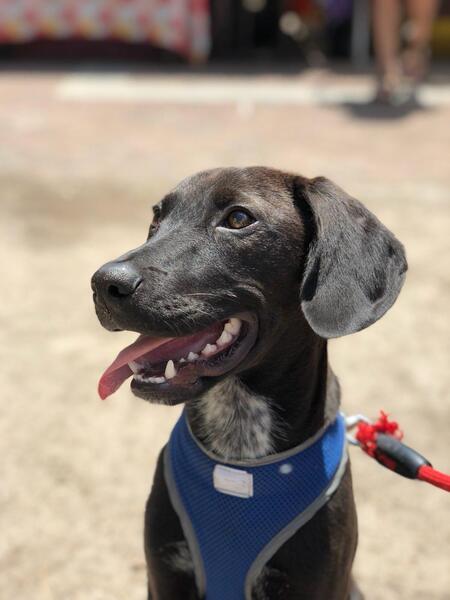 Entry image for Sully. Clicking this image will show a larger photo