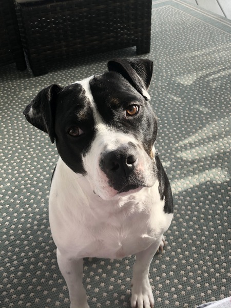 Entry image for Brody. Clicking this image will show a larger photo