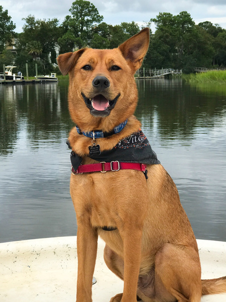 Entry image for Brody. Clicking this image will show a larger photo