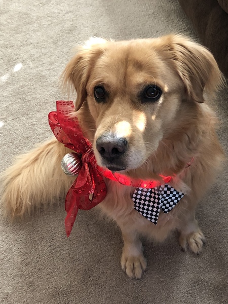 Entry image for Cooper. Clicking this image will show a larger photo