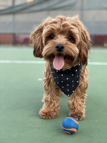 Entry image for Willie Nelson . Clicking this image will show a larger photo