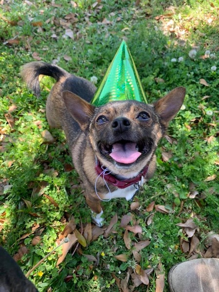 Entry image for Teddy. Clicking this image will show a larger photo