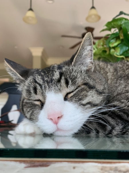 Entry image for Big Kitty. Clicking this image will show a larger photo