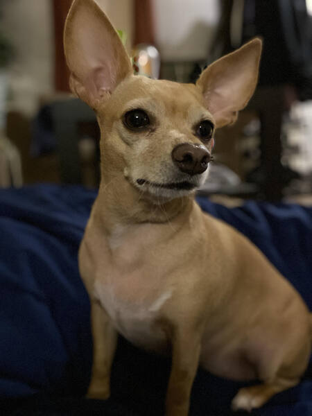 Entry image for Phoebe. Clicking this image will show a larger photo