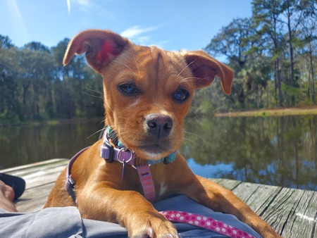 Entry image for Clementine. Clicking this image will show a larger photo