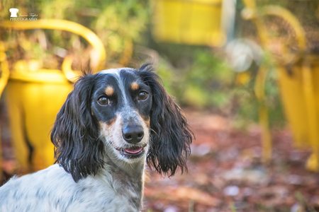 Entry image for Willy. Clicking this image will show a larger photo