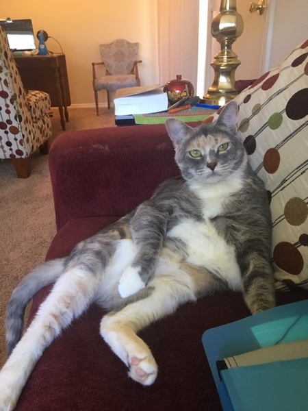 Entry image for Sunny. Clicking this image will show a larger photo