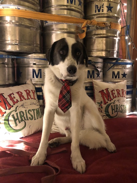 Entry image for Willie. Clicking this image will show a larger photo