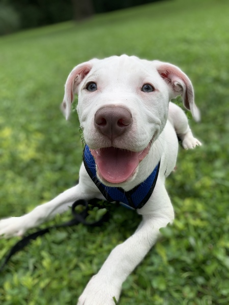 Entry image for Henry. Clicking this image will show a larger photo