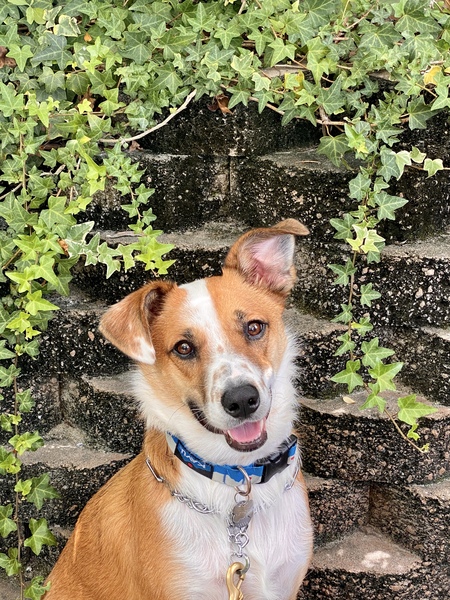 Entry image for Charleston “Charlie”. Clicking this image will show a larger photo