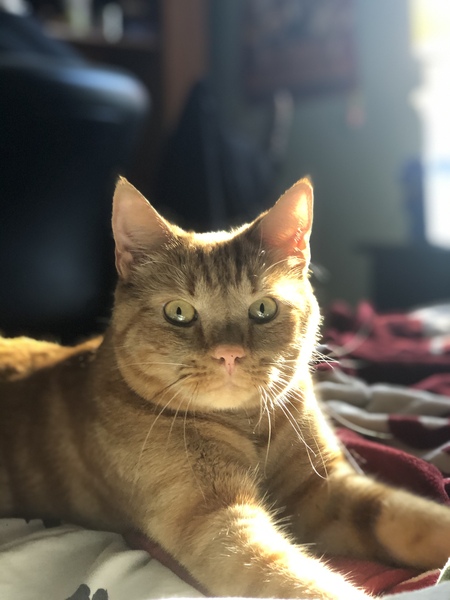 Entry image for Tiger. Clicking this image will show a larger photo