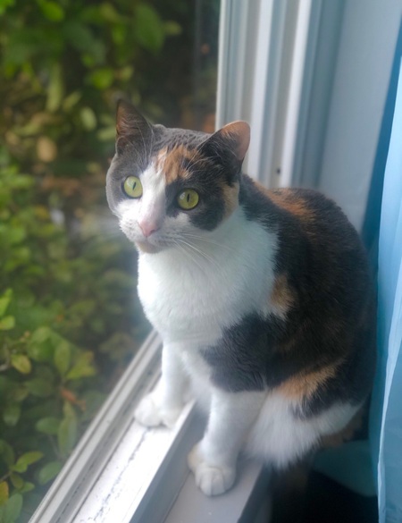 Entry image for Toast. Clicking this image will show a larger photo