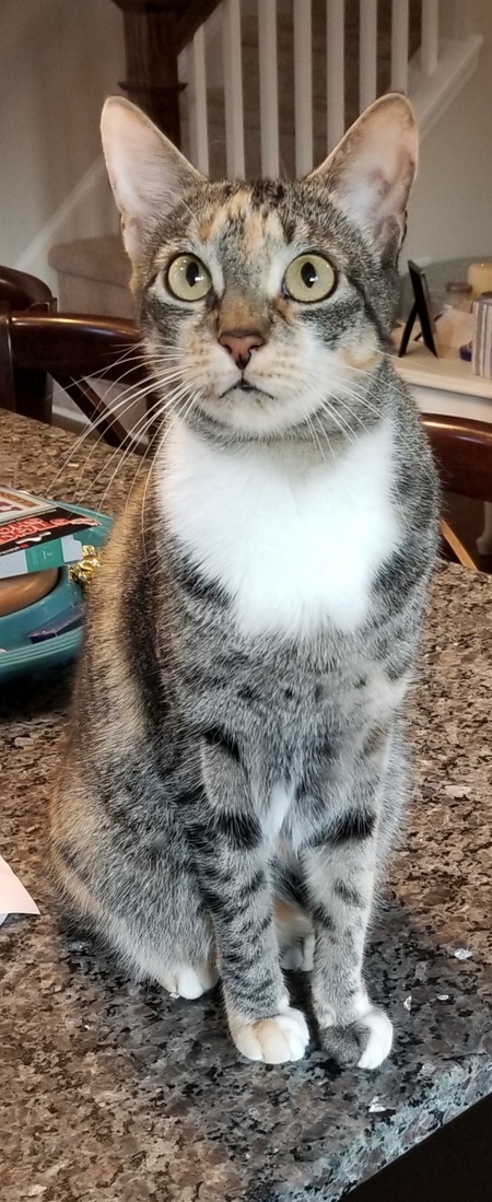 Entry image for Callie. Clicking this image will show a larger photo