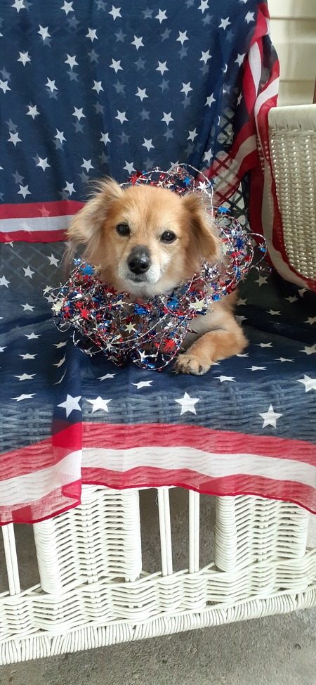 Entry image for Aussie. Clicking this image will show a larger photo