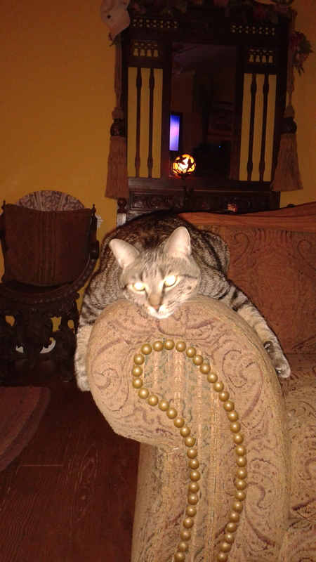 Entry image for Smokey . Clicking this image will show a larger photo