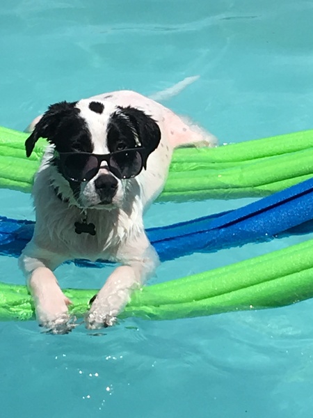 Entry image for Whaler. Clicking this image will show a larger photo