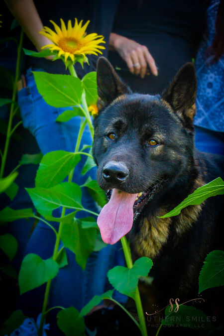 Entry image for Mayday. Clicking this image will show a larger photo