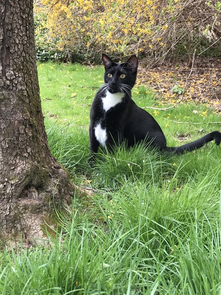 Entry image for Gus Gus. Clicking this image will show a larger photo