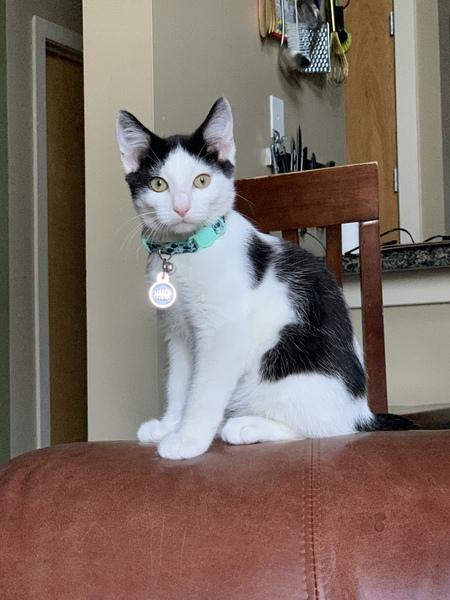 Entry image for Claude Monet . Clicking this image will show a larger photo