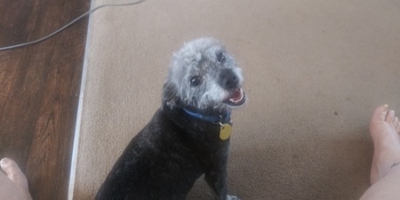 Entry image for Toto. Clicking this image will show a larger photo